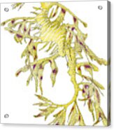 Sea Dragon Acrylic Print