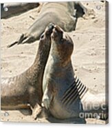 Sea Lion Love From The Book My Ocean Acrylic Print