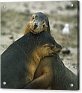 Sea Lions Acrylic Print