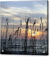 Sea Oak Sunset Acrylic Print