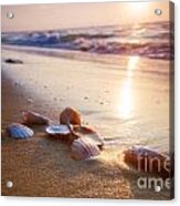 Sea Shells On Sand Acrylic Print