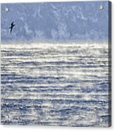 Sea Smoke And Gull Blues Acrylic Print