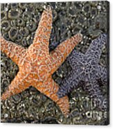 Sea Stars Acrylic Print