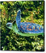Sea Turtle Swimming In Water Acrylic Print