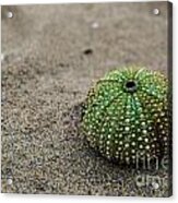 Sea Urchin Acrylic Print