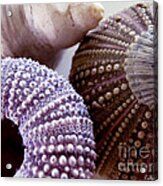 Sea Urchins Acrylic Print