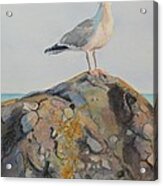 Herring Seagull Brenton Point Newport Ri Acrylic Print