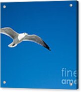 Seagull In Blue Skies Acrylic Print