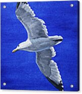 Seagull In Flight Acrylic Print