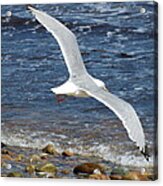 Seagull In Flight Acrylic Print