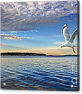 Seagull Marinescape Acrylic Print