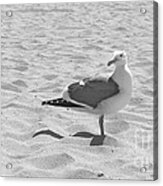 Seagull Polka-dot Acrylic Print