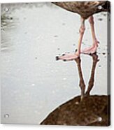 Seagull Stepping Out Acrylic Print