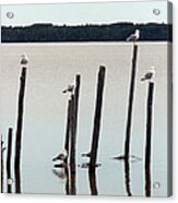 Seagull Sticks Acrylic Print