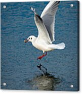 Seagull With Stone Above Frozen Lake Acrylic Print
