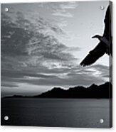 Seagulls Against The Sunset Acrylic Print