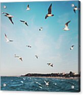 Seagulls Acrylic Print