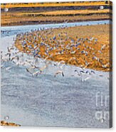 Seagulls On Buzau Riverbank Acrylic Print