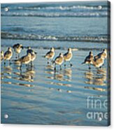 Seagulls Waiting Acrylic Print