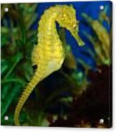 Seahorse Acrylic Print