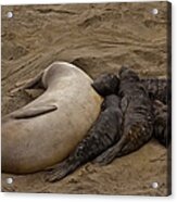 Seal And Pups Acrylic Print