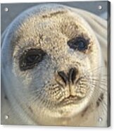 Seal Pup Acrylic Print