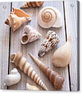 Seashell Collection Acrylic Print