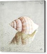 Seashell Acrylic Print