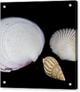 Seashells Acrylic Print