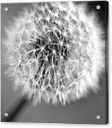 Seedhead Acrylic Print