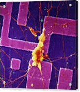 Sem Of Human Nerve Cell On Silicon Chip Acrylic Print