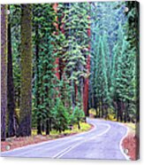 Sequoia Hwy Acrylic Print