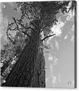 Sequoia Tree Acrylic Print