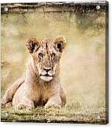 Serene Lioness Acrylic Print
