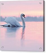 Serenity   Mute Swan At Sunset Acrylic Print