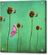 Seven Stems Acrylic Print