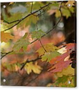 Shaded Wood Acrylic Print