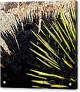 Shadow Of The Yucca Plant Acrylic Print