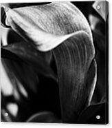 Shapely As A Lily Acrylic Print