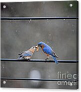 Sharing A Meal - Bluebirds Acrylic Print
