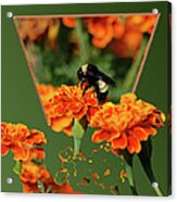 Sharing The Nectar Of Life Acrylic Print