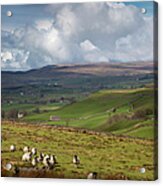 Sheep Grazing In A Field With Storm Acrylic Print