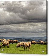 Sheep  Grazing On A Mountain Pasture Acrylic Print