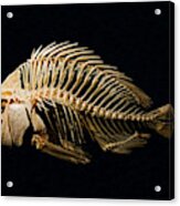 Sheepshead Fish Skeleton Acrylic Print