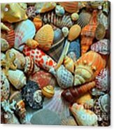 Shells Acrylic Print