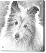Sheltie Dog Pencil Portrait Acrylic Print