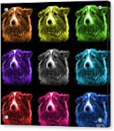 Shetland Sheepdog Dog Art 9973 - Bb - M Acrylic Print