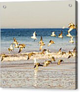 Shorebirds Take To The Air Acrylic Print