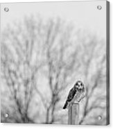Short-eared Owl In Black And White Acrylic Print