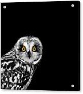 Short-eared Owl Acrylic Print